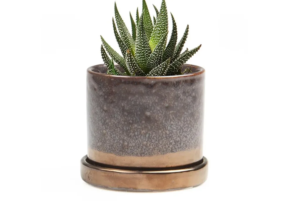 Little Plants for Small Spaces – Speckled Bronze Planter