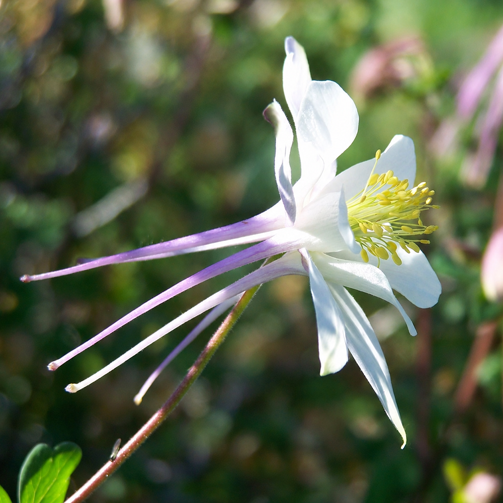 a caerulea 2610061218.jpg