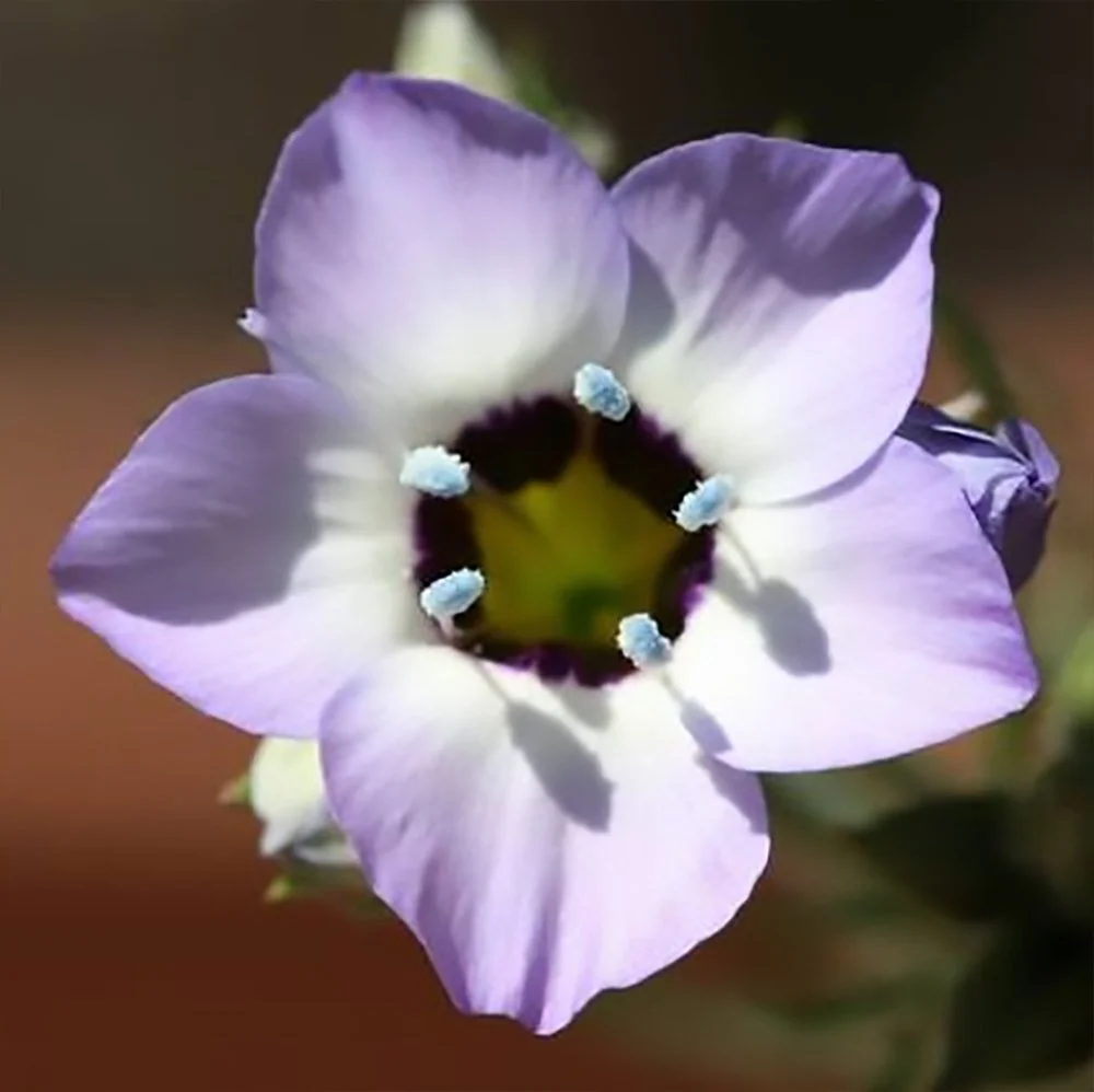 g tricolor 01.jpg