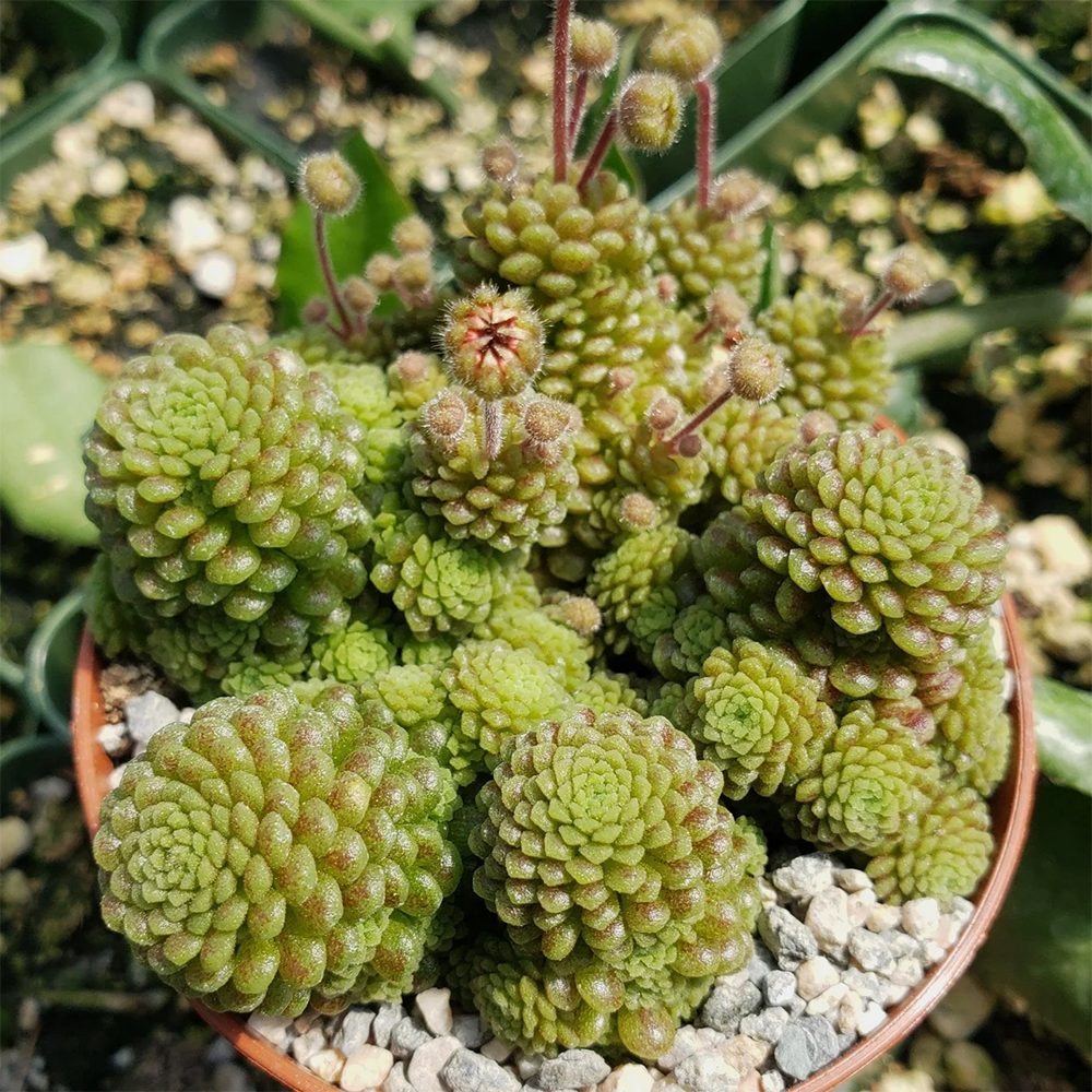 m polyphylla 2609301123.jpg