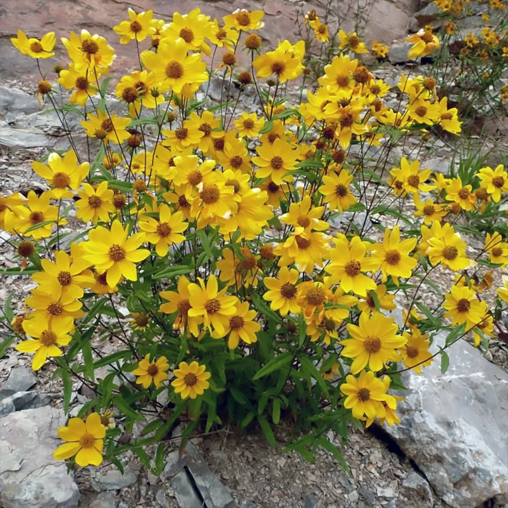Showy Goldeneye (Heliomeris multiflora) in natural habitat