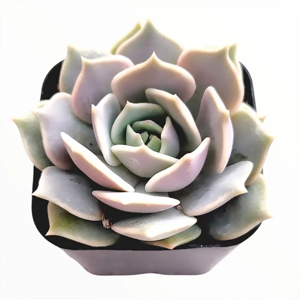 e lola 2609250834.jpg