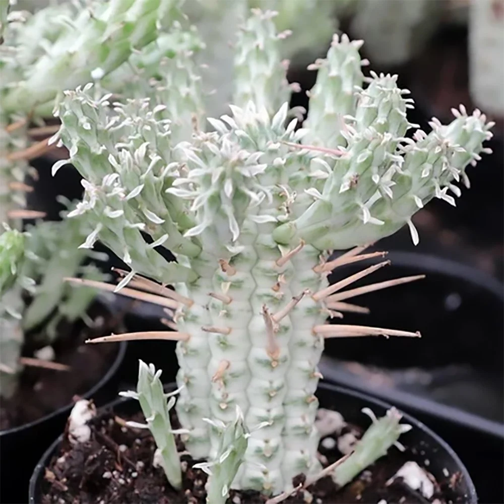 e mammillaria variegata 2610031122.jpg