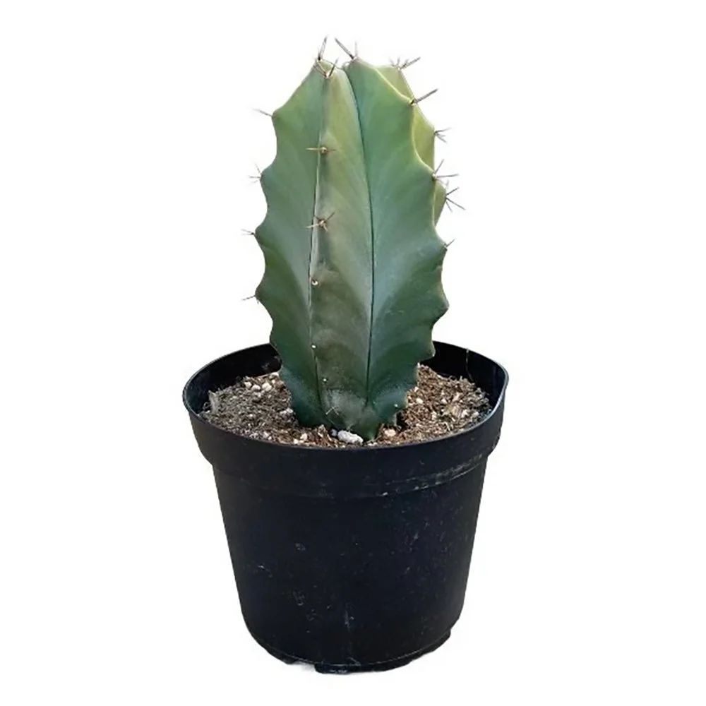 s pruinosus 02.jpg