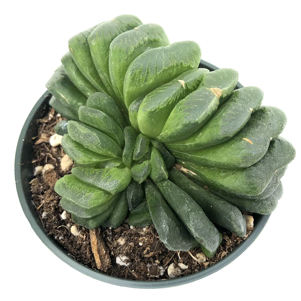 h truncata lime green 2610040144.jpg