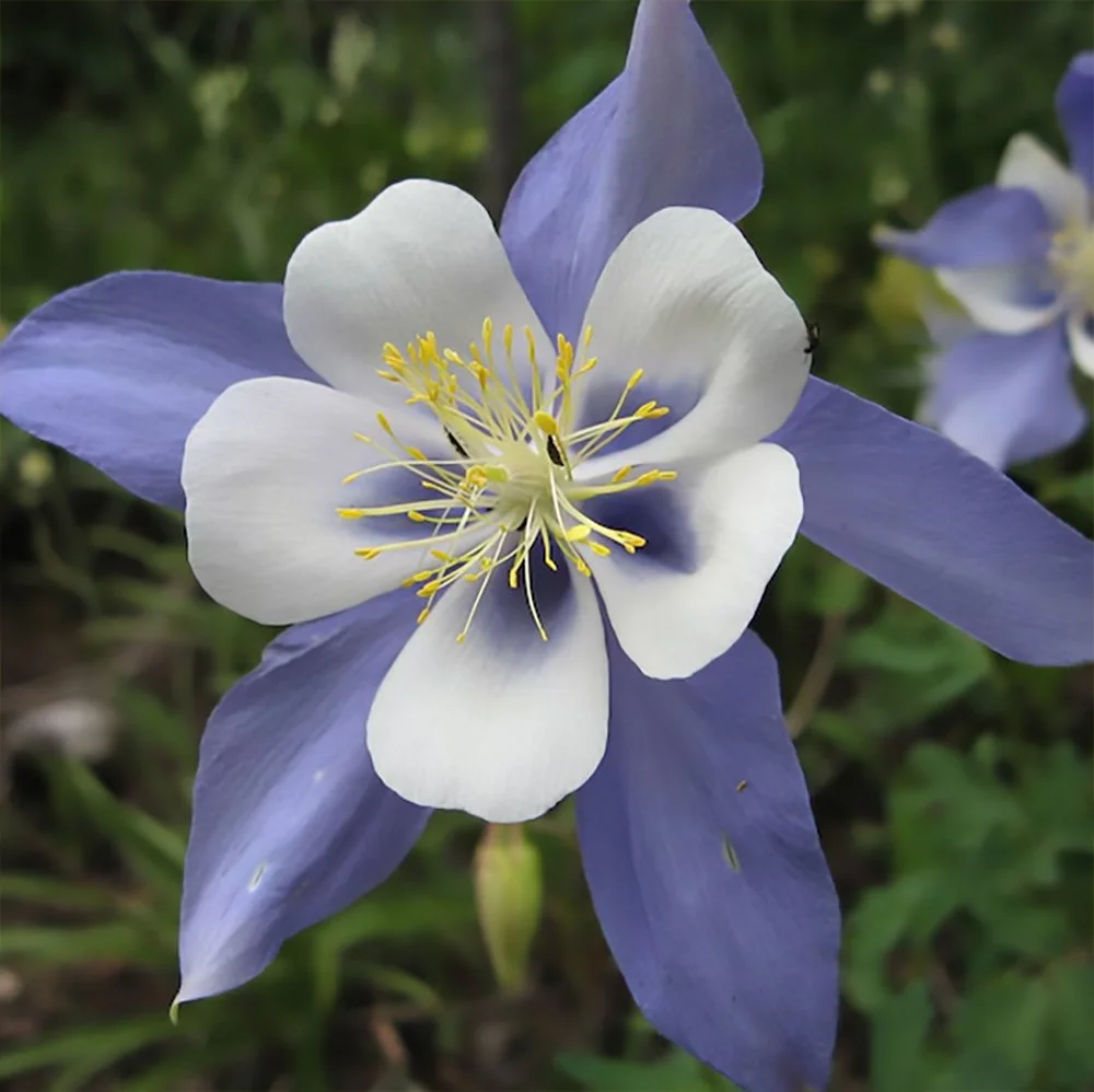 Colorado Blue Columbine (Aquilegia caerulea) close-up