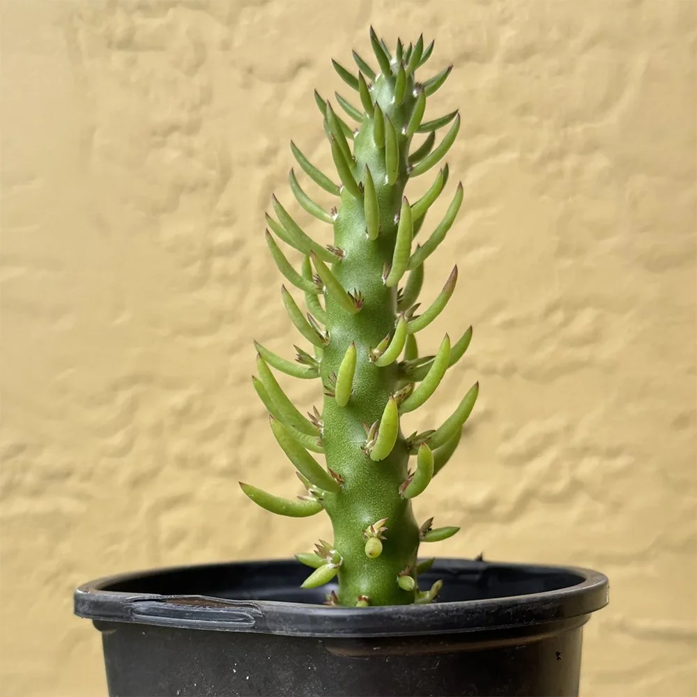 Austrocylindroppuntia subulata 02.jpg