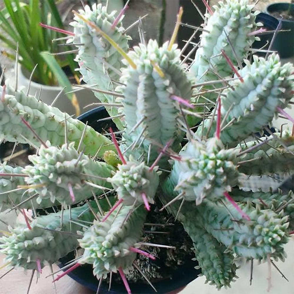 e mammillaria variegata 2610031123.jpg
