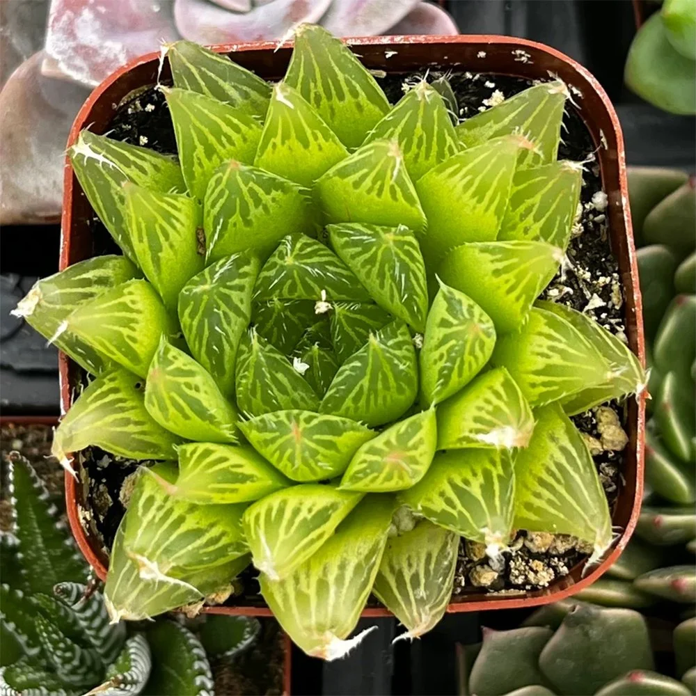 h cooperi 2609250820.jpg