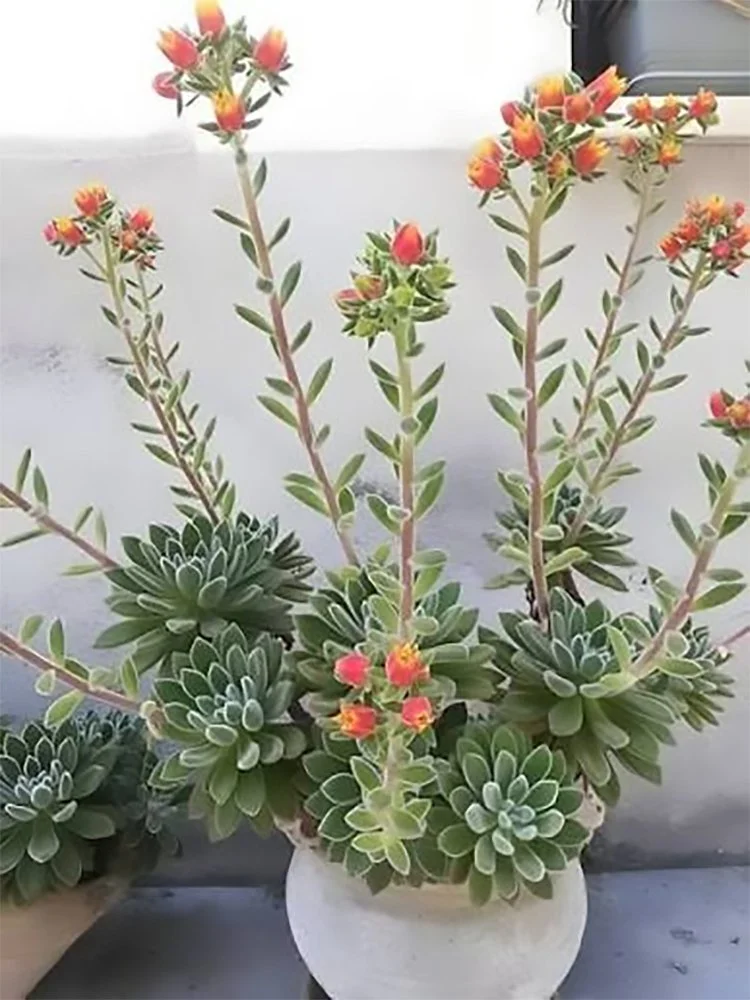 e setosa mexican firecracker 260929125.jpg