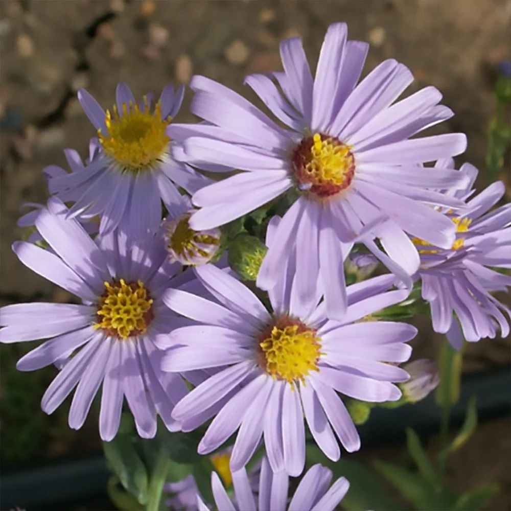 Smooth Blue Aster (Symphyotrichum laeve) close-up
