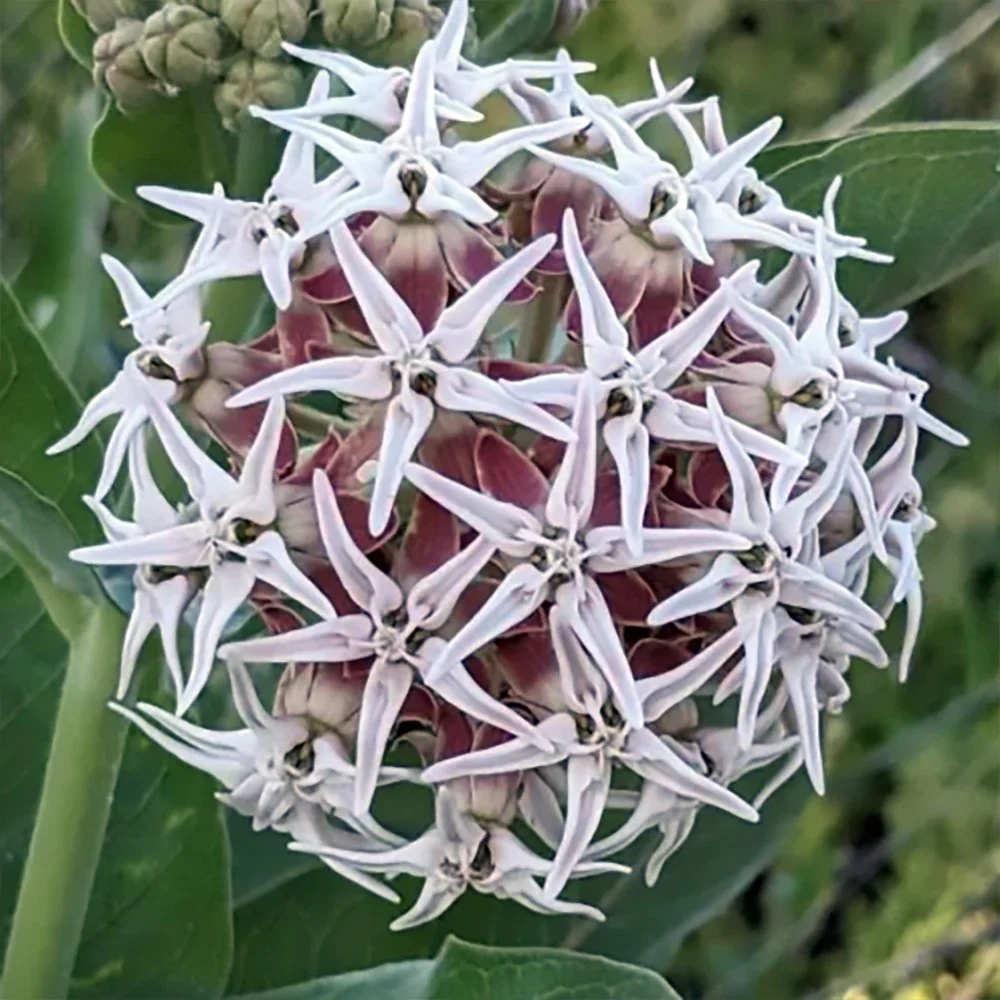 a speciosa 05.jpg