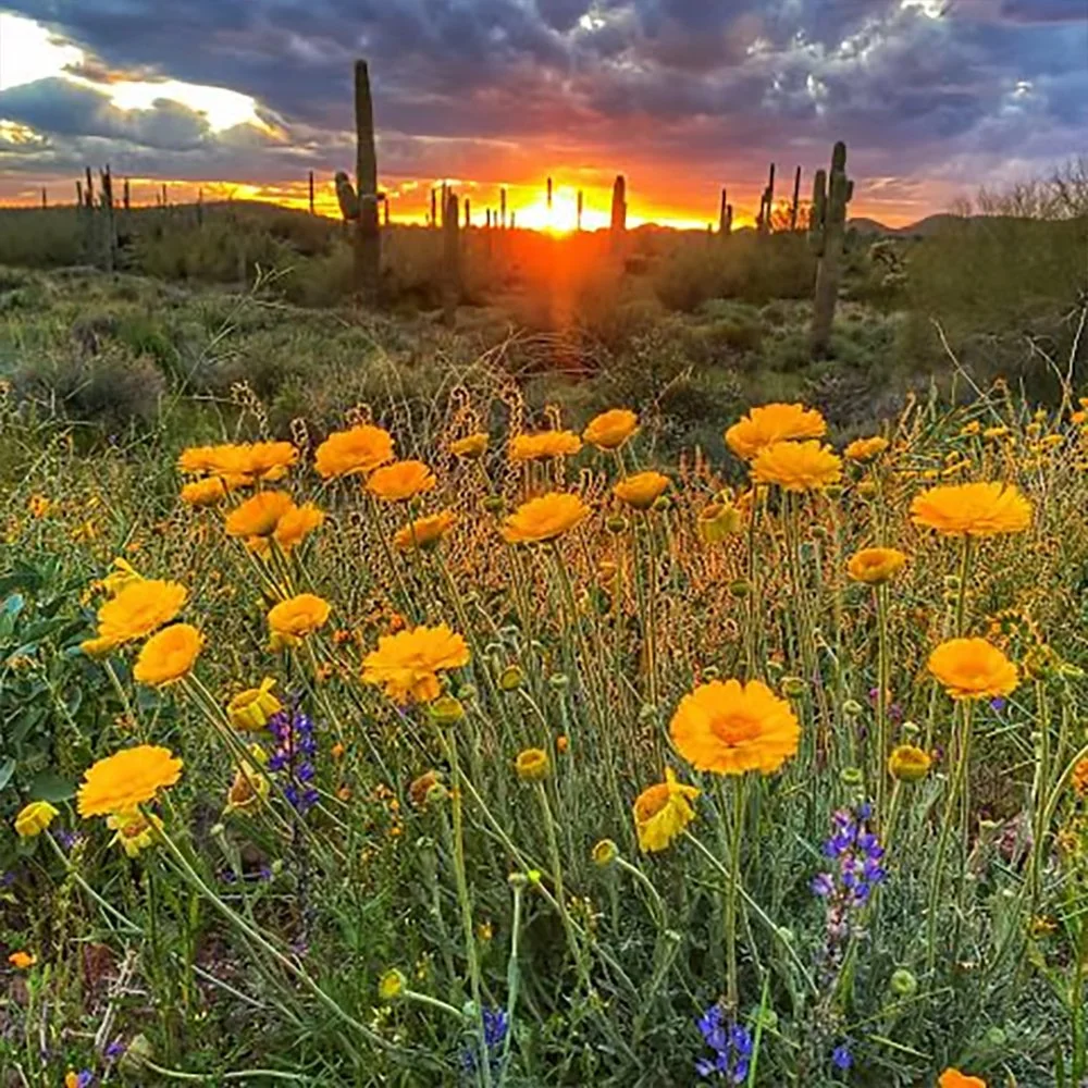 Wildflower Seed Mix – Southwest Region 1: Low Desert Basins (USDA Zones 8b–11a)