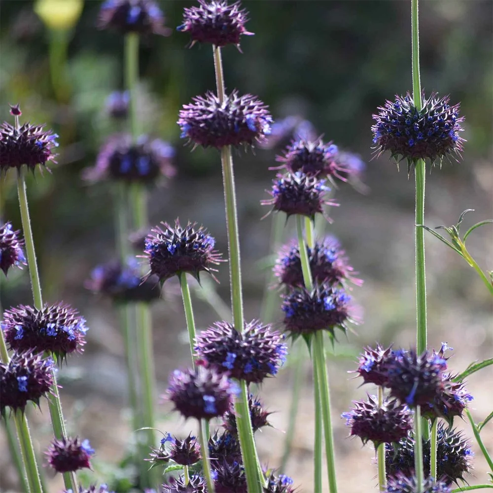 Desert Chia (Salvia columbariae) Seeds