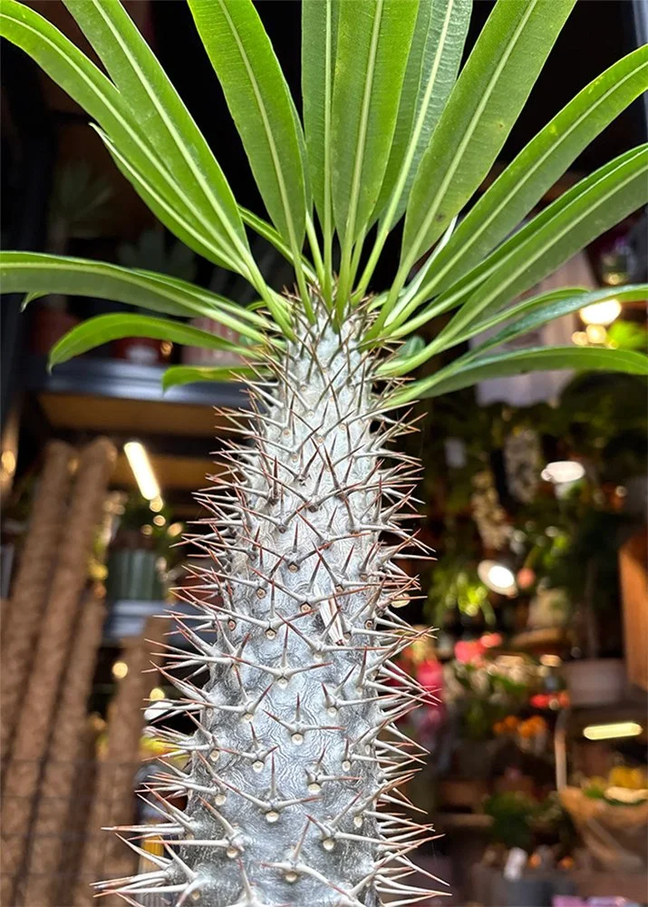 pachypodium lamerei close-up