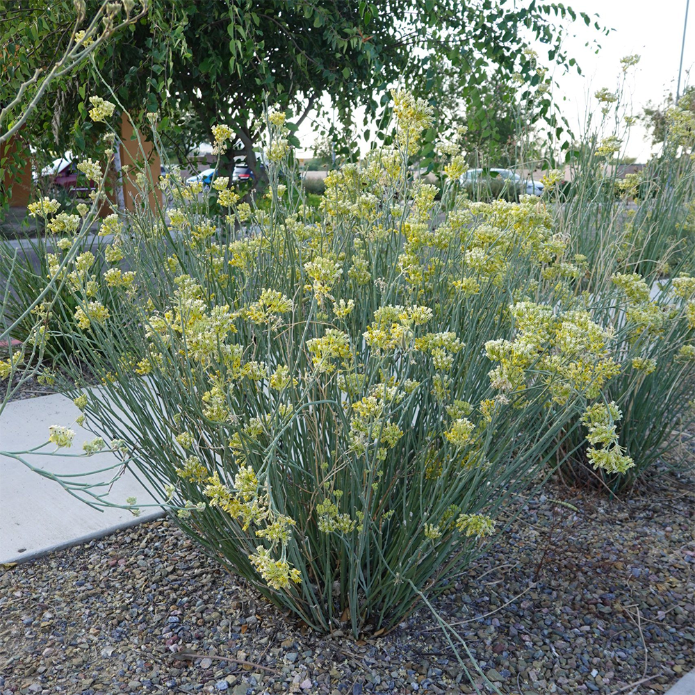a subulata 2610011043.jpg