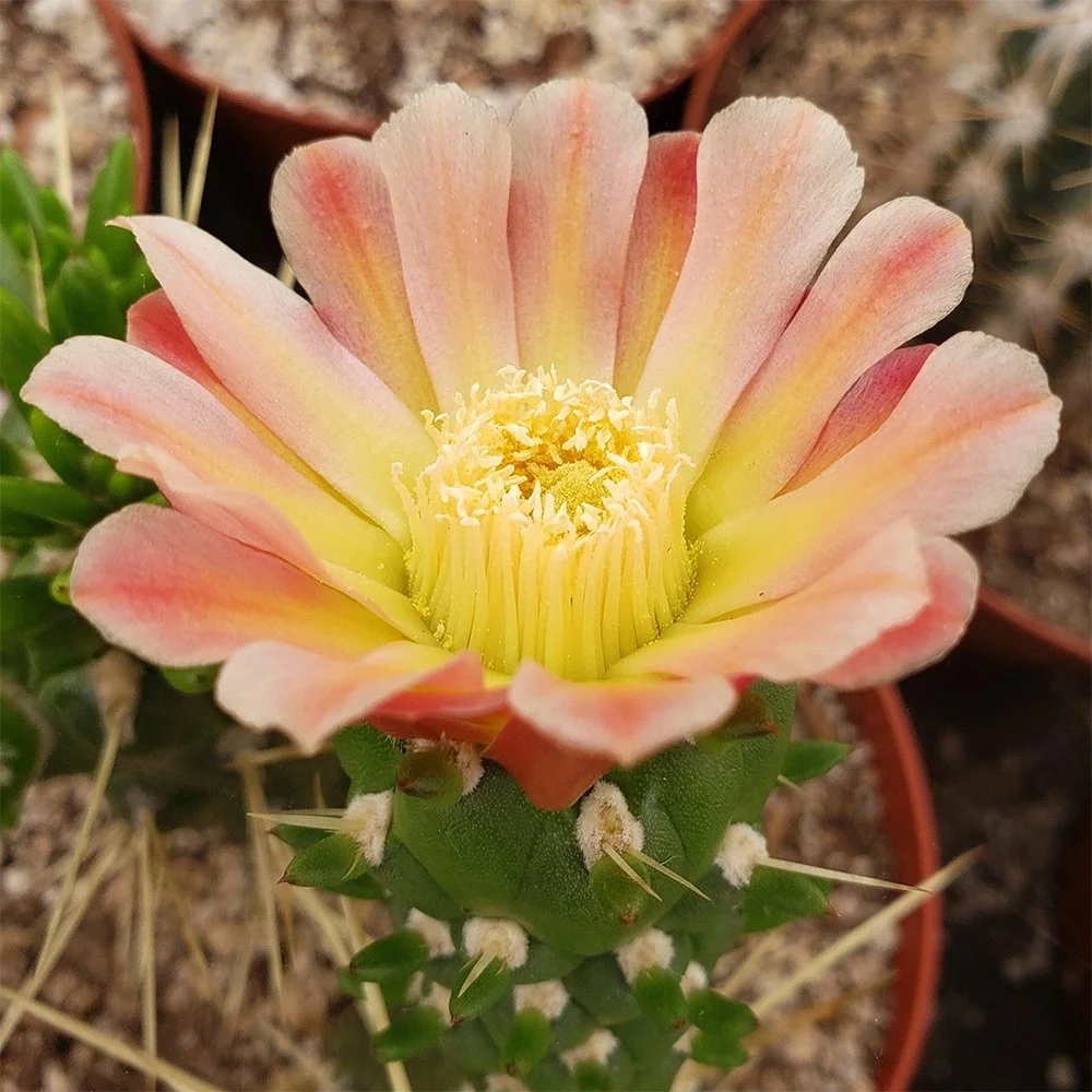 Austrocylindroppuntia subulata 01.jpg