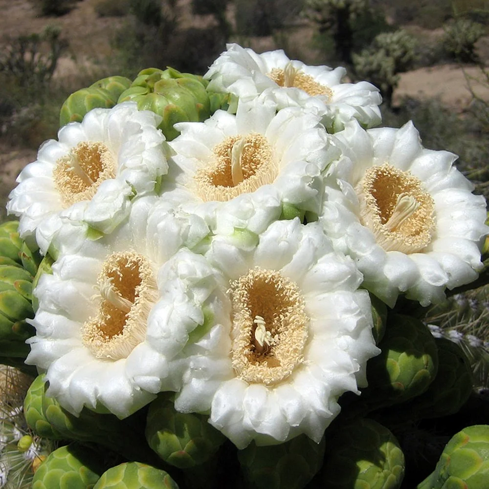 C gigantea 02.jpg