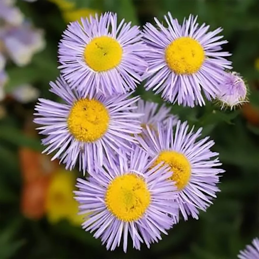 e speciosus 2610060938.jpg