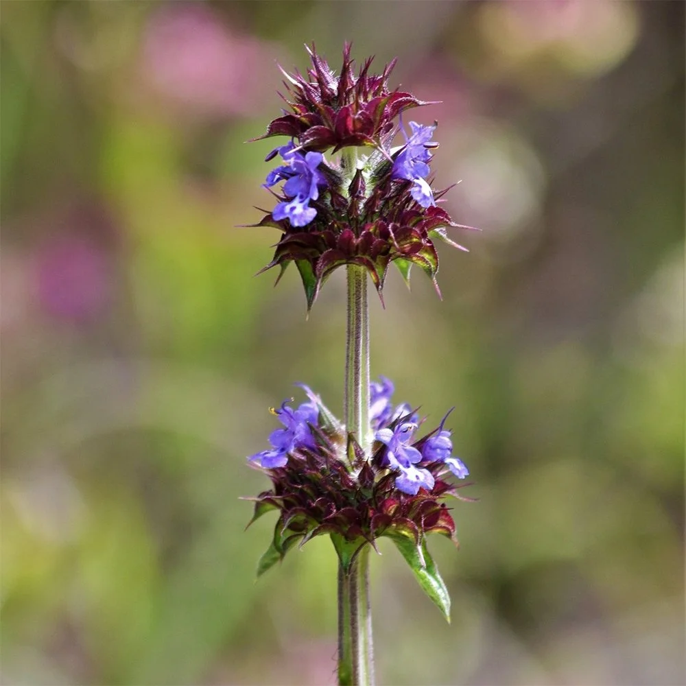 s columbariae 2610080942.jpg
