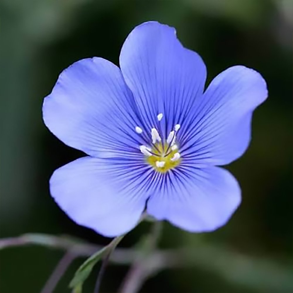 l lewisii 2610021101.jpg