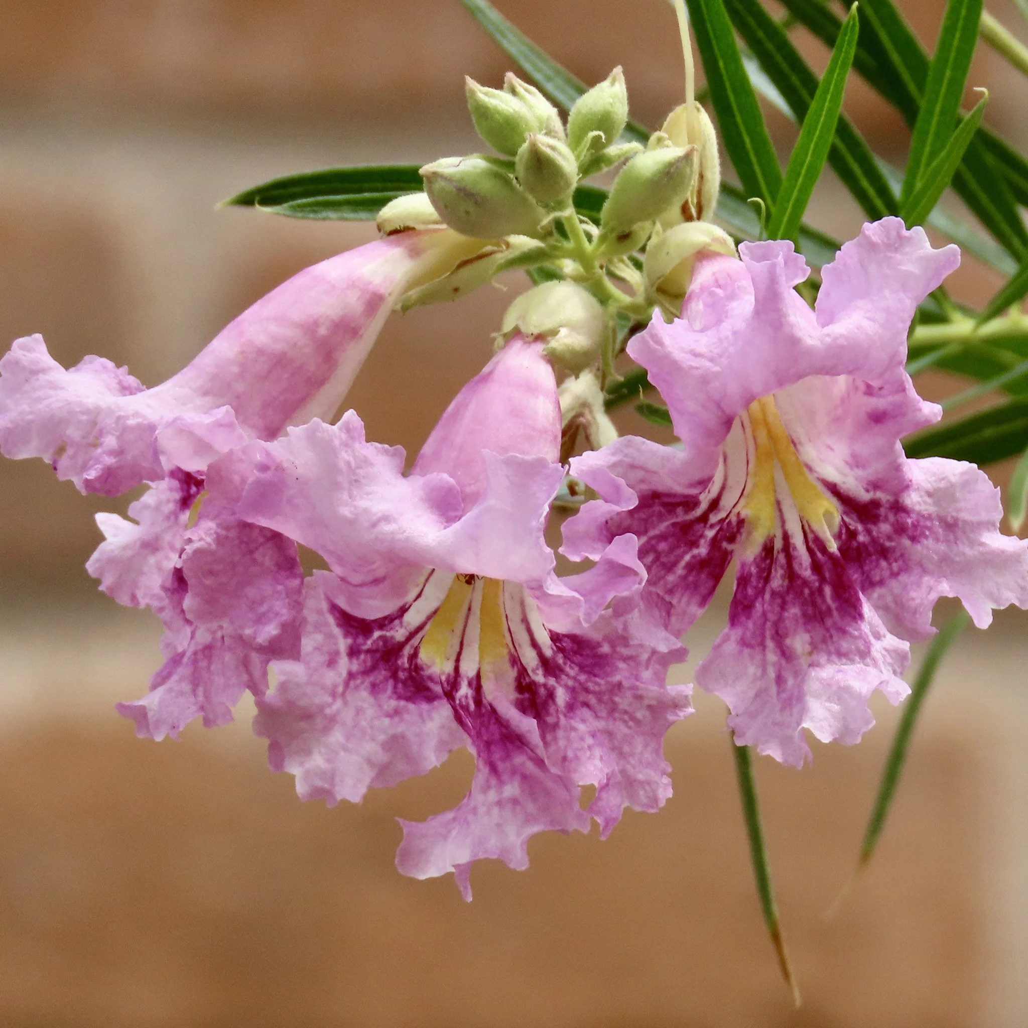 c linearis 02.jpg
