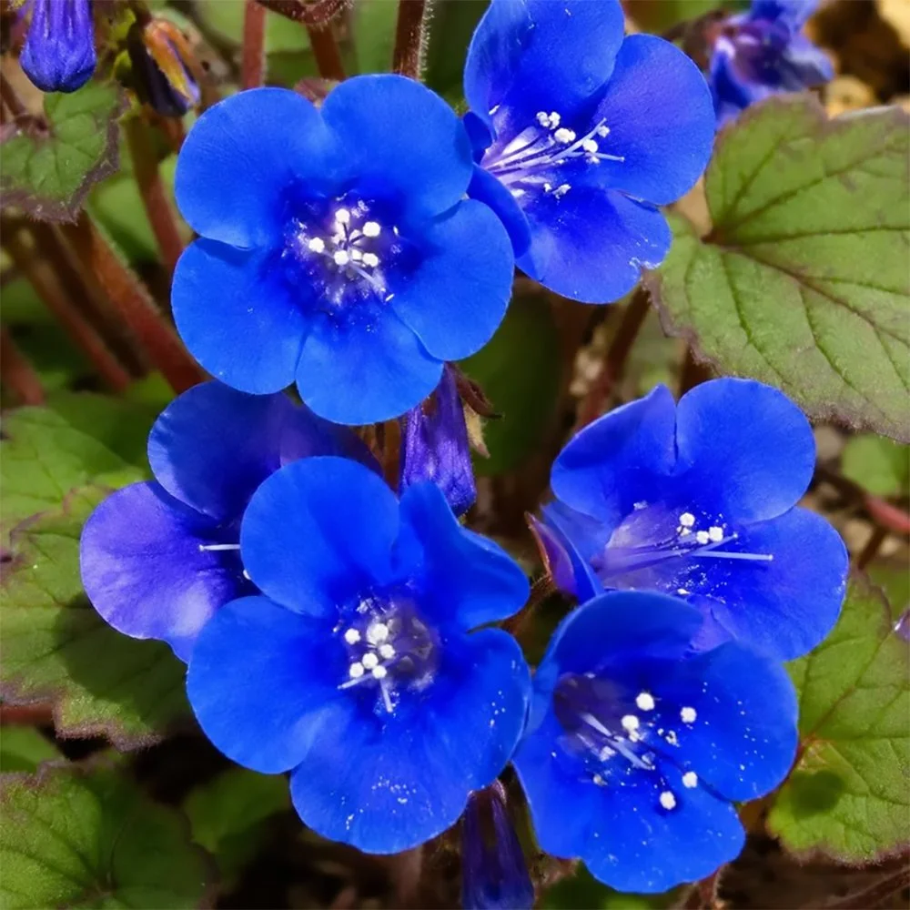 p campanularia 2610010406.jpg