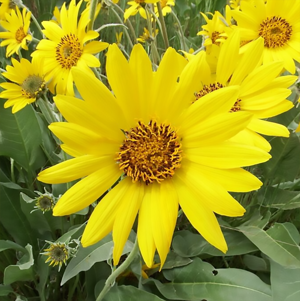 b sagittata 2610060924.jpg