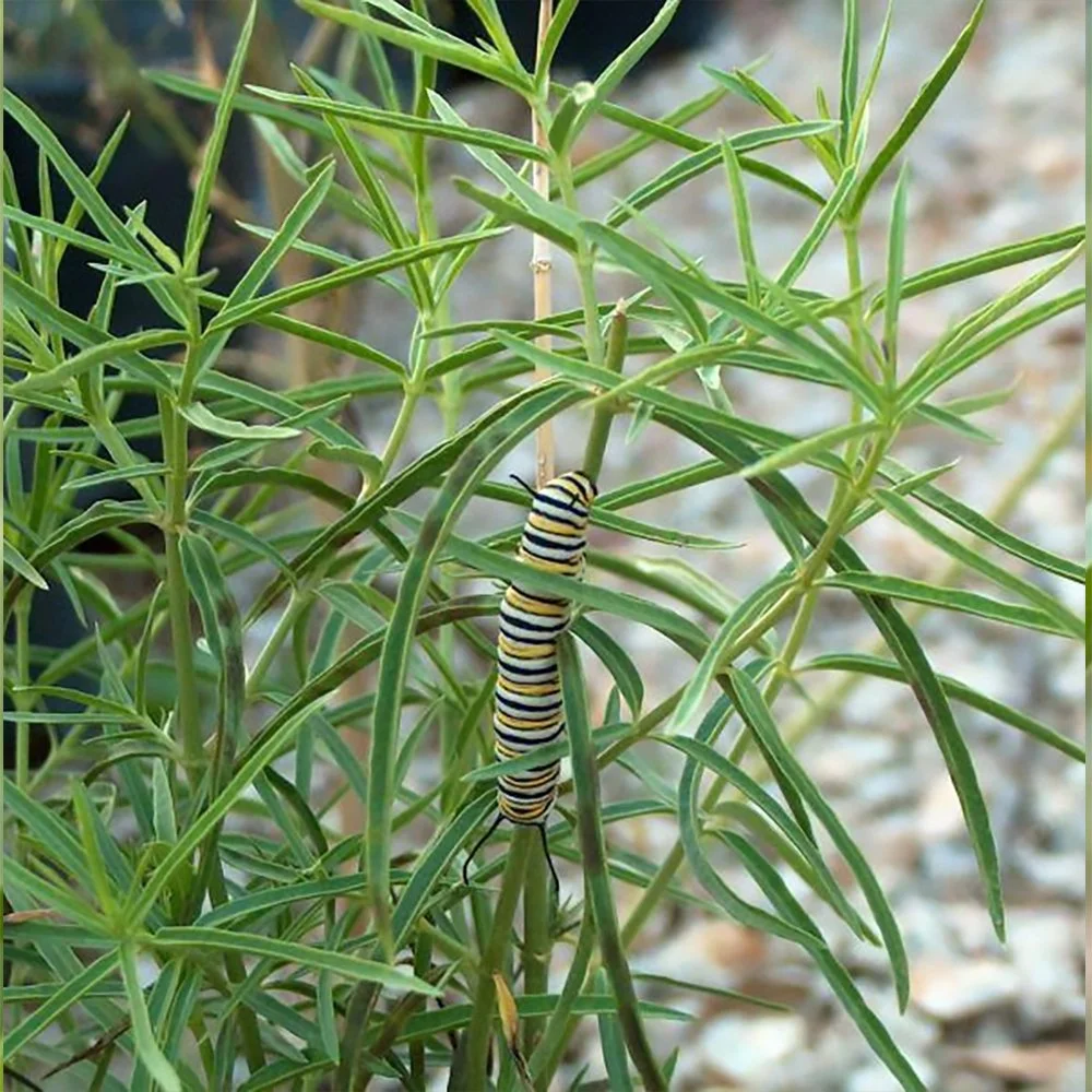 a fascicularis with monarch larva caterpillar.jpg