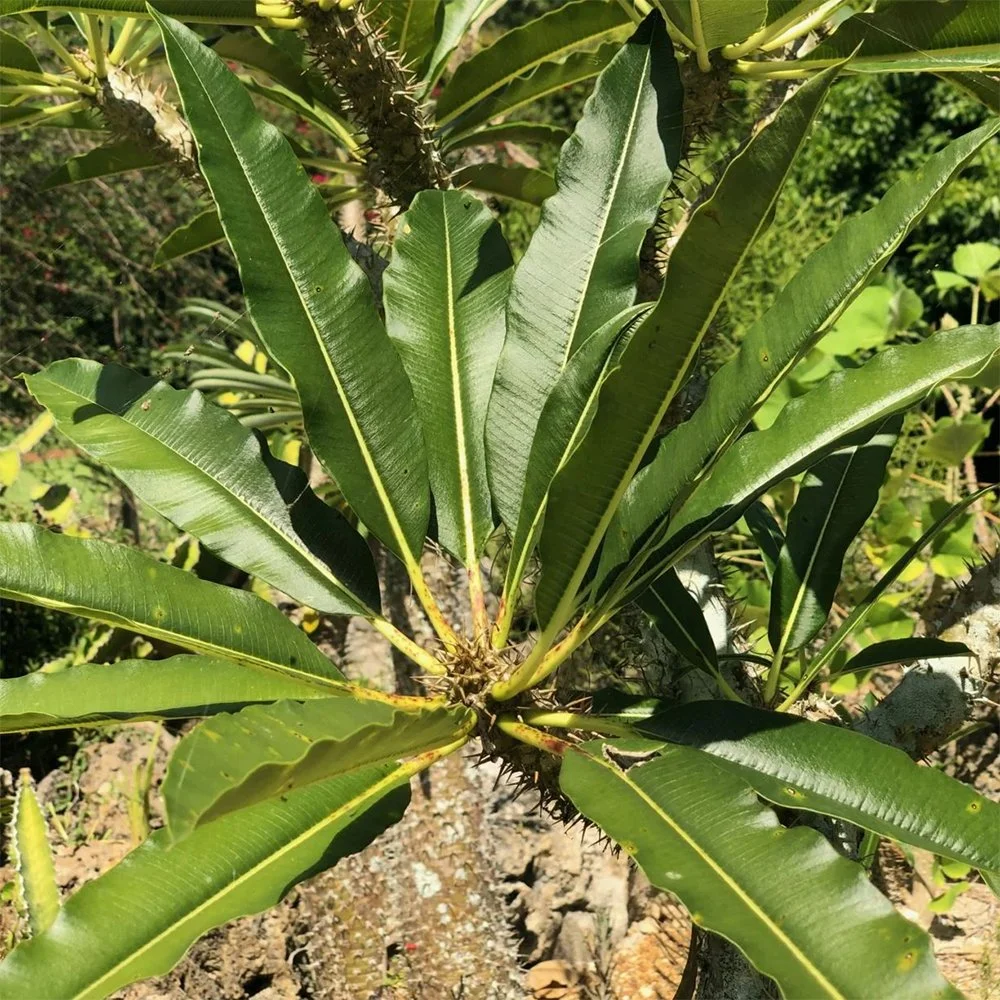pachypodium lamerei top view