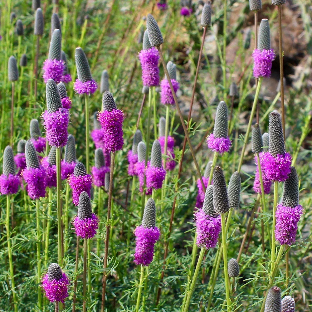 d purpurea 2610030248.jpg