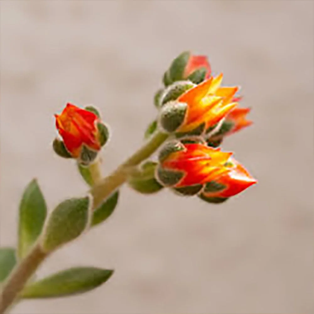 e setosa mexican firecracker 260929123.jpg