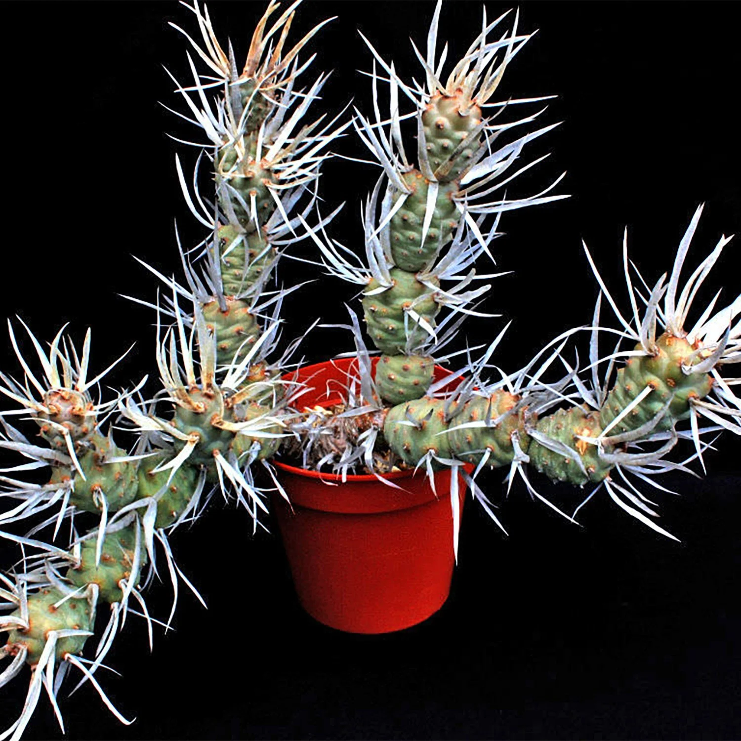 t articulatus var. papyracanthus 05.jpg