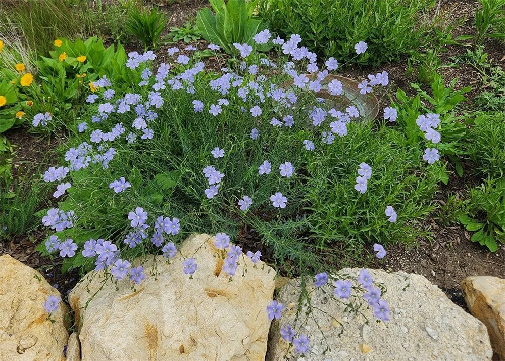 l lewisii 2610021103.jpg