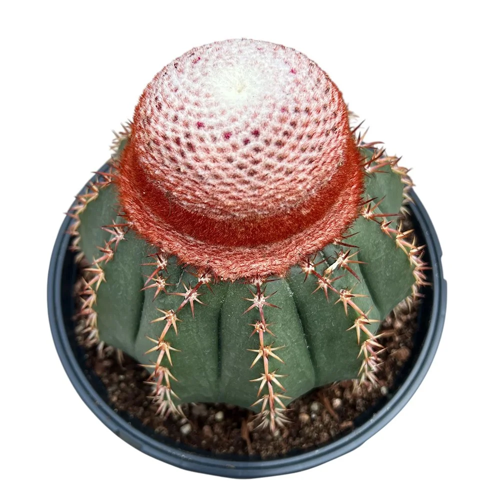 m conoides 2910041133.jpg