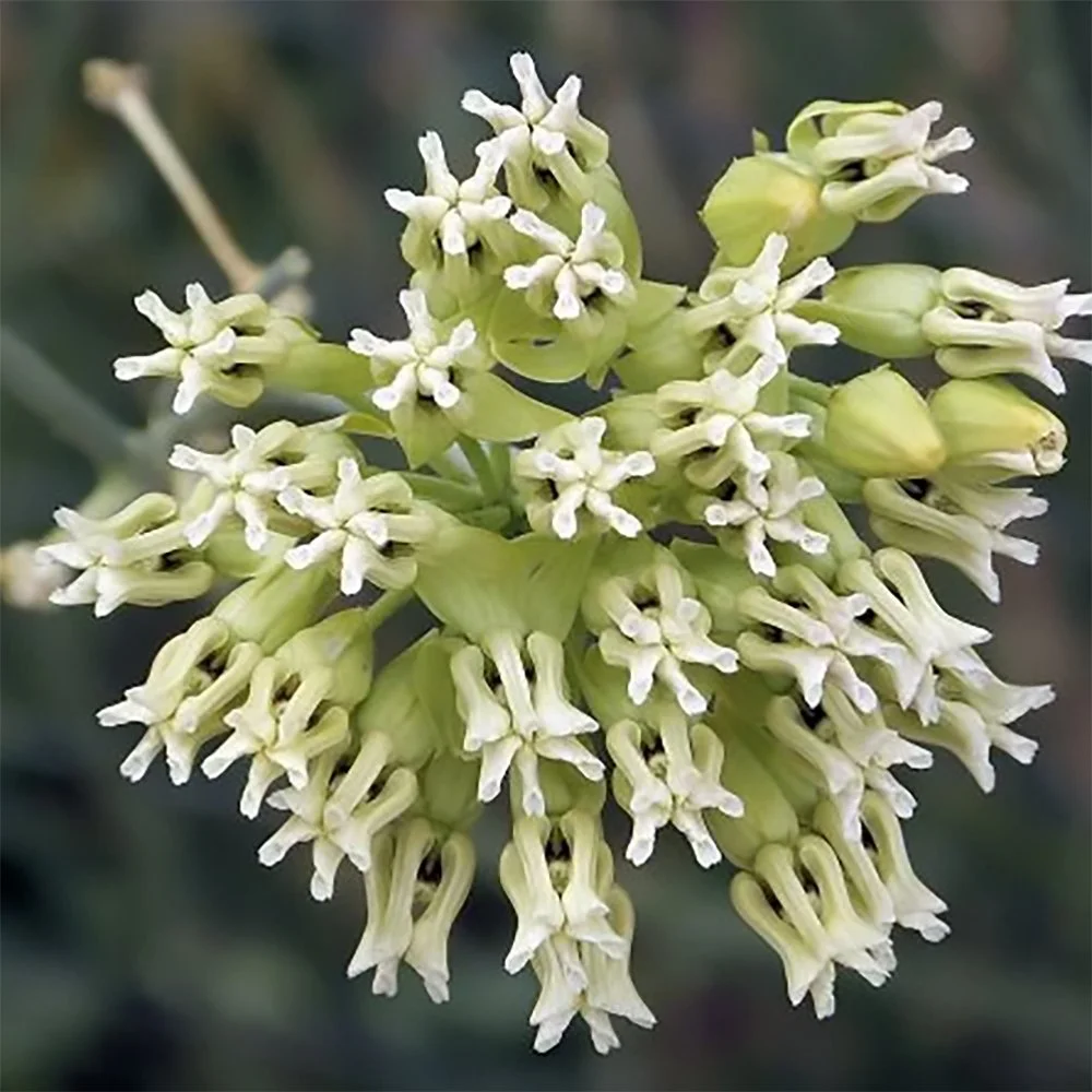 a subulata 2610011042.jpg