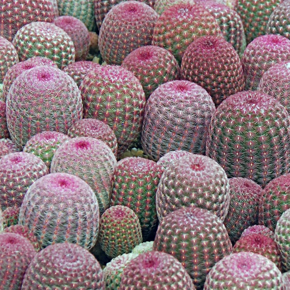 Arizona Rainbow Cactus (Echinocereus rigidissimus)