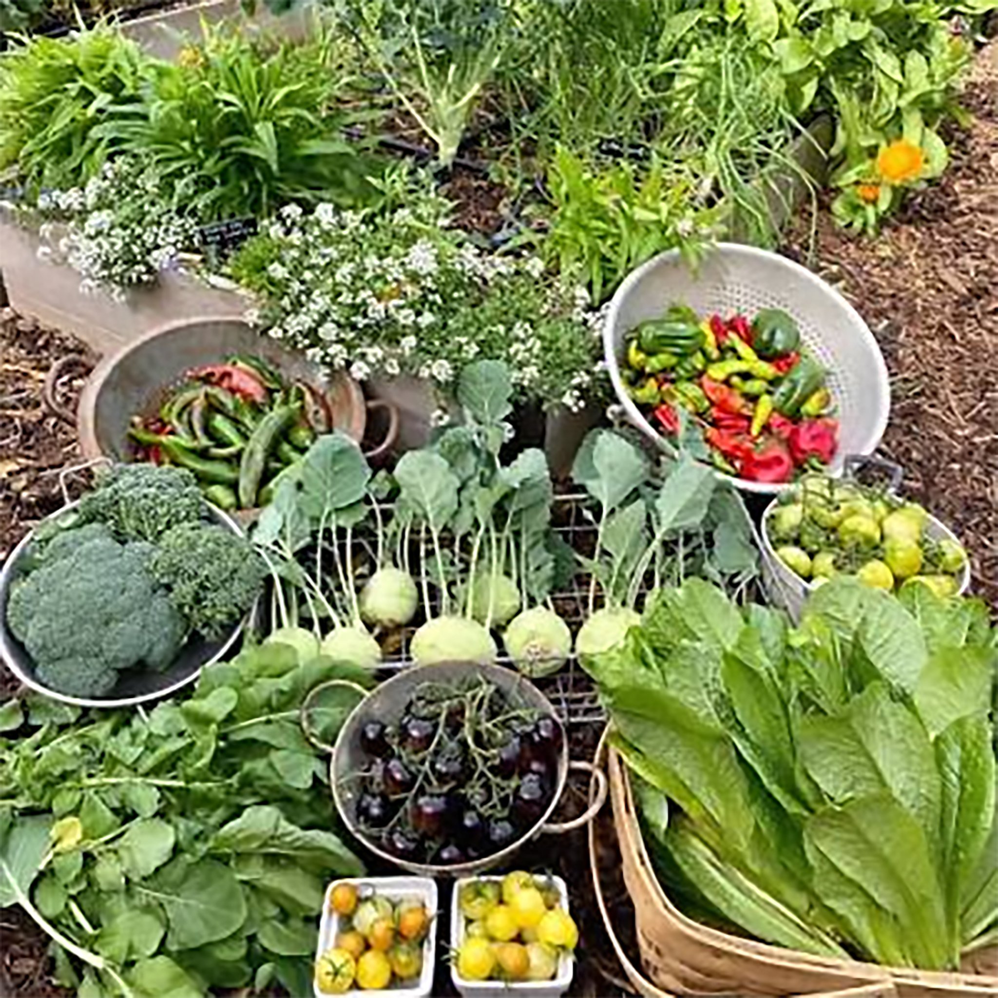 A garden with various vegetables and plants, including squash and flowers, with baskets and containers of freshly picked peppers and produce.