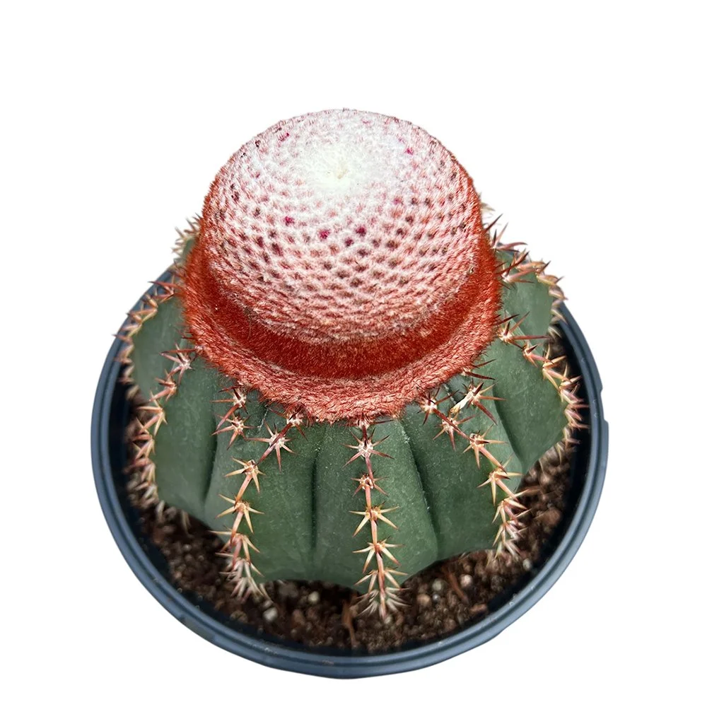 Cone-Like Turk's Head Cactus (Melocactus conoideus)