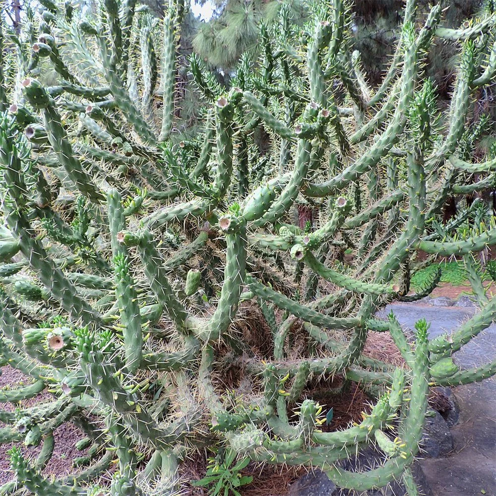 Austrocylindroppuntia subulata 03.jpg