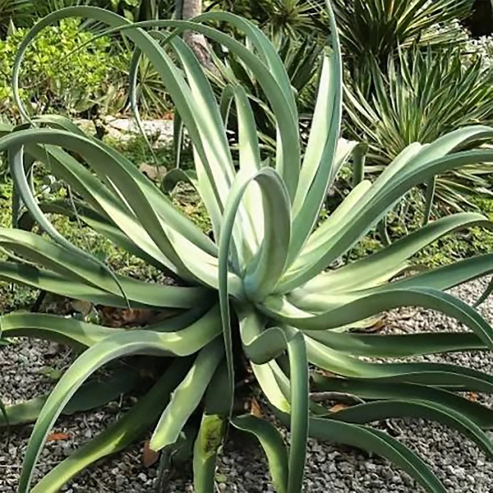Octopus Agave – Dramatic Blue-Green Succulent