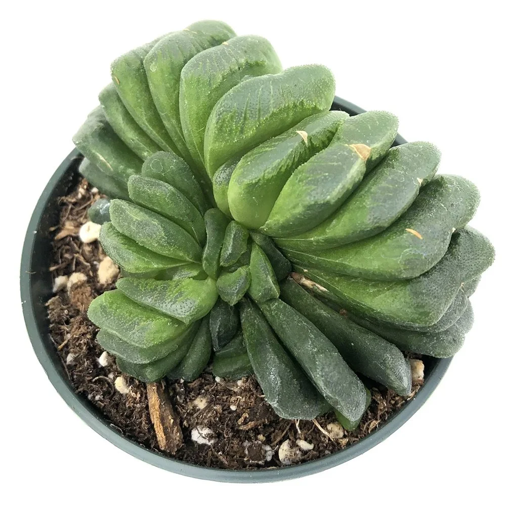 h truncataa lime green 2609250839.jpg