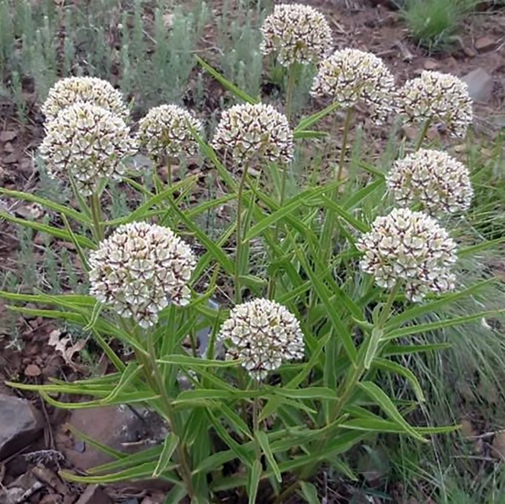 a asperula 03.jpg