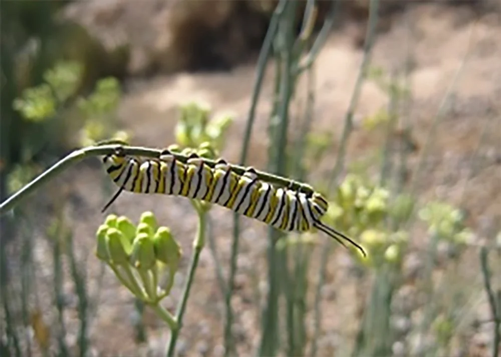 Desert Milkweed/Rush Milkweed (Asclapias subulata) with monarch larva caterpillar