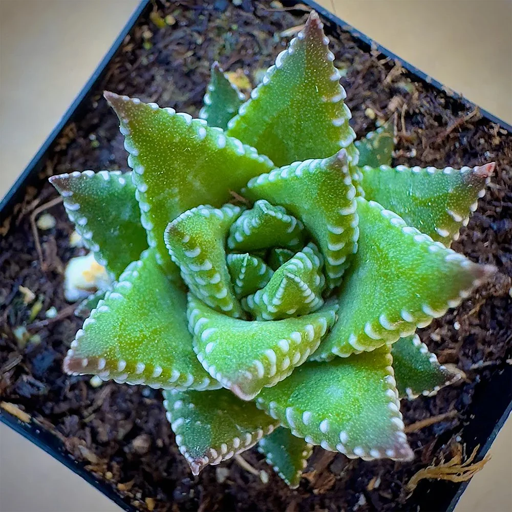 t kingiana 02.jpg
