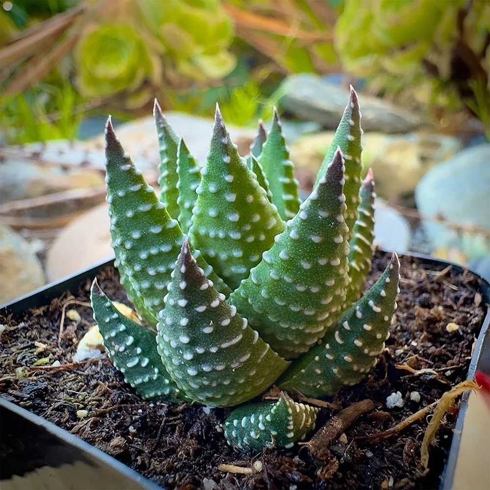 t kingiana 01.jpg