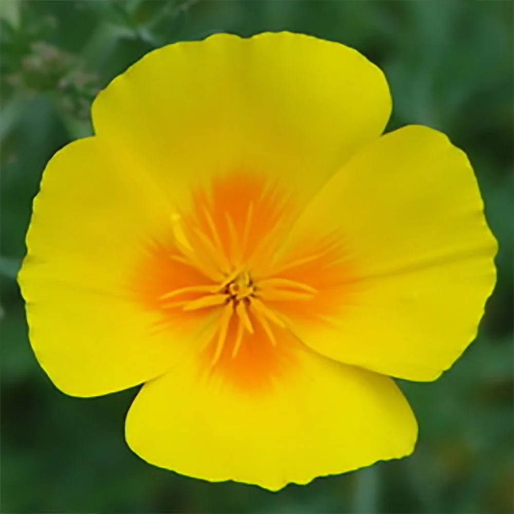 e californica ssp. mexicana 01.jpg