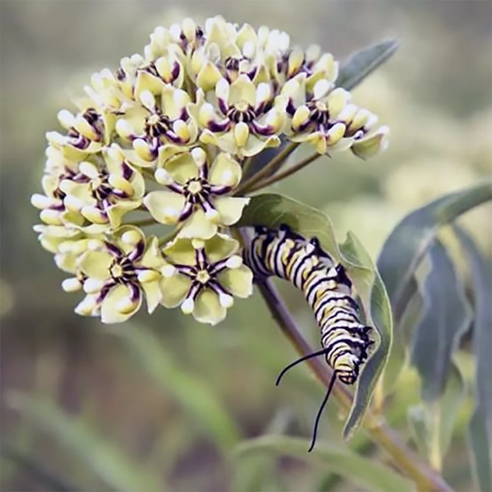 Antelope Horns Milkweed (Asclepias asperula) Seeds