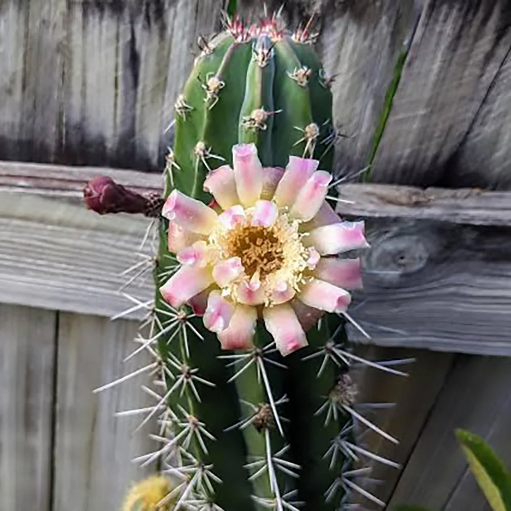 Gray Ghost Organ Pipe – Majestic Mexican Columnar Cactus