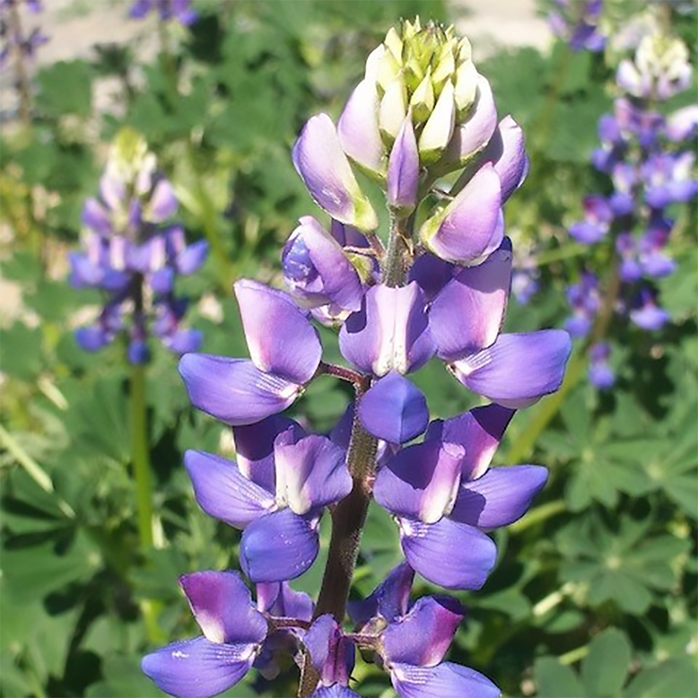l succulentus 2610010340.jpg